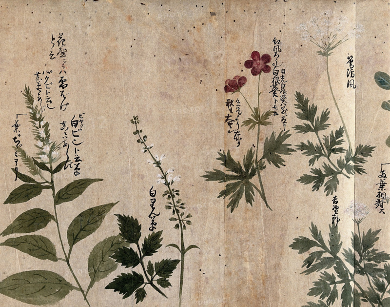 Five flowering plants, one possibly an Anthriscus species, 1870. Creator: Unknown.
