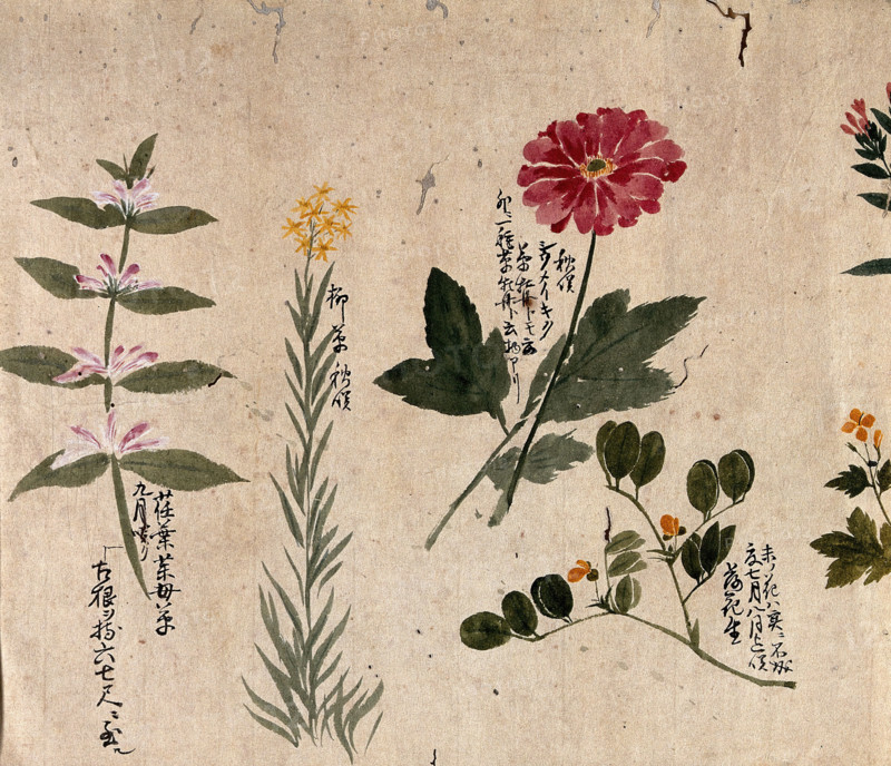 Four flowering plants, including a legume, a labiate and an anemone, 1870. Creator: Unknown.
