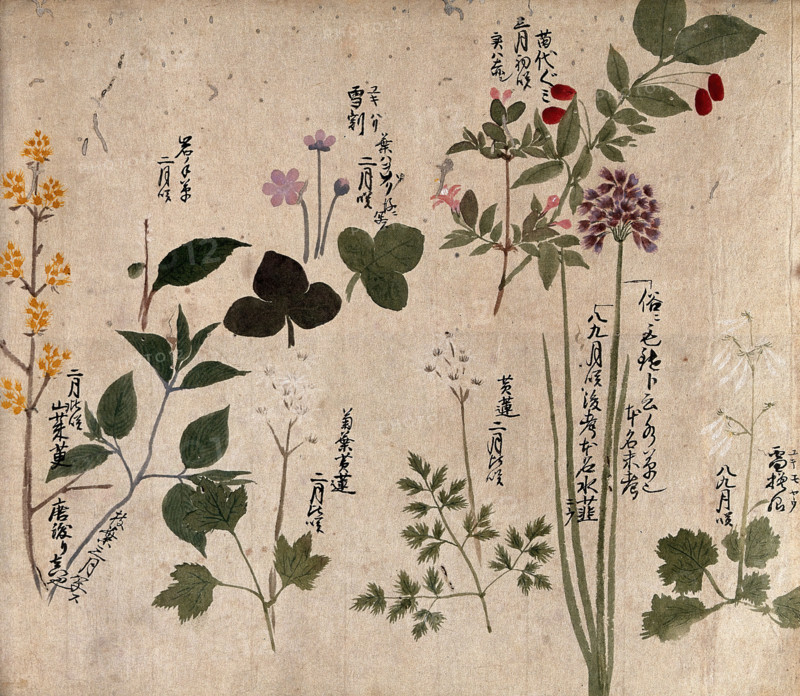 Eight flowering plants, possibly including a species of Allium and an Australian fuchsia..., 1870. Creator: Unknown.