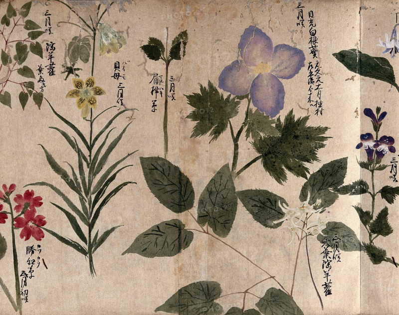 Eight flowering plants, including a labiate, 1870. Creator: Unknown.