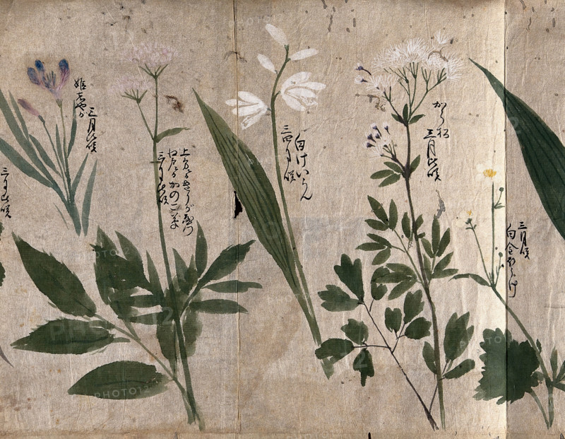 Five flowering plants, one possibly a species of Thalictrum, 1870. Creator: Unknown.