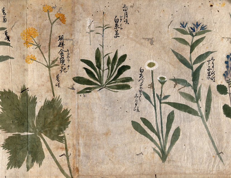 Four flowering plants, 1870. Creator: Unknown.