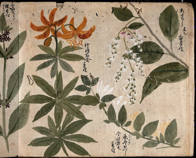 Four flowering plants, one an orange lily (Lilium species), 1870. Creator: Unknown.