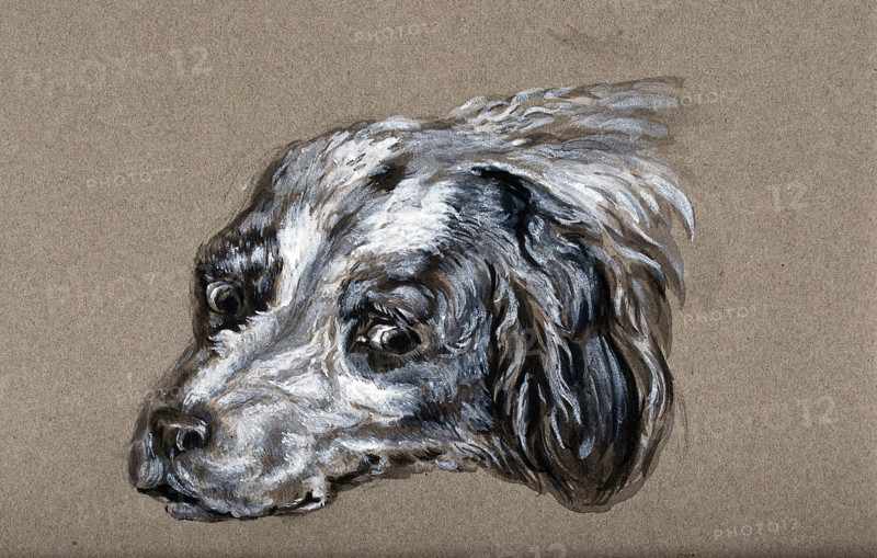 A head of a dog. Creator: Unknown.