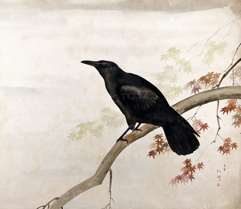 A black bird, sitting on a branch, 1800-1899. Creator: Unknown.