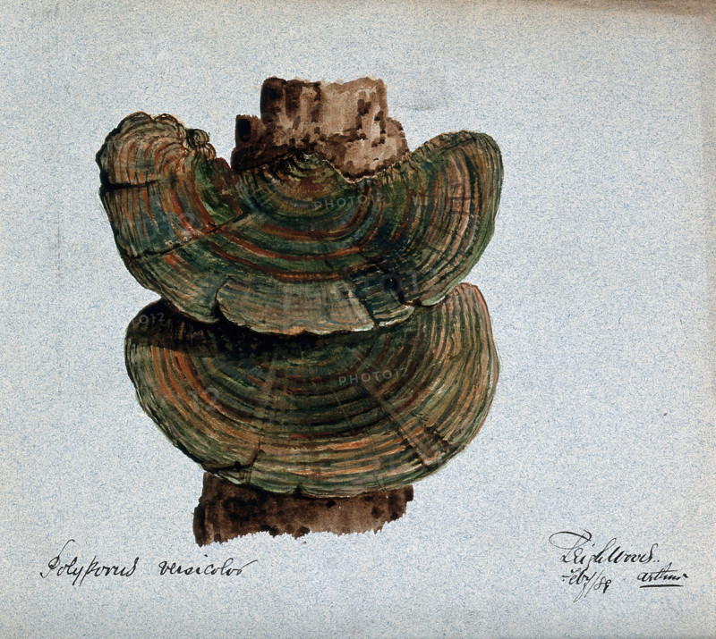 A bracket fungus (Coriolus versicolor): fruiting bodies growing on wood, 1889. Creator: Arthur Wheeler.