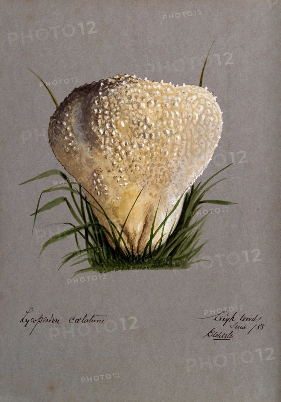 A puff ball (Lycoperdon species), 1888. Creator: Edwin Wheeler.