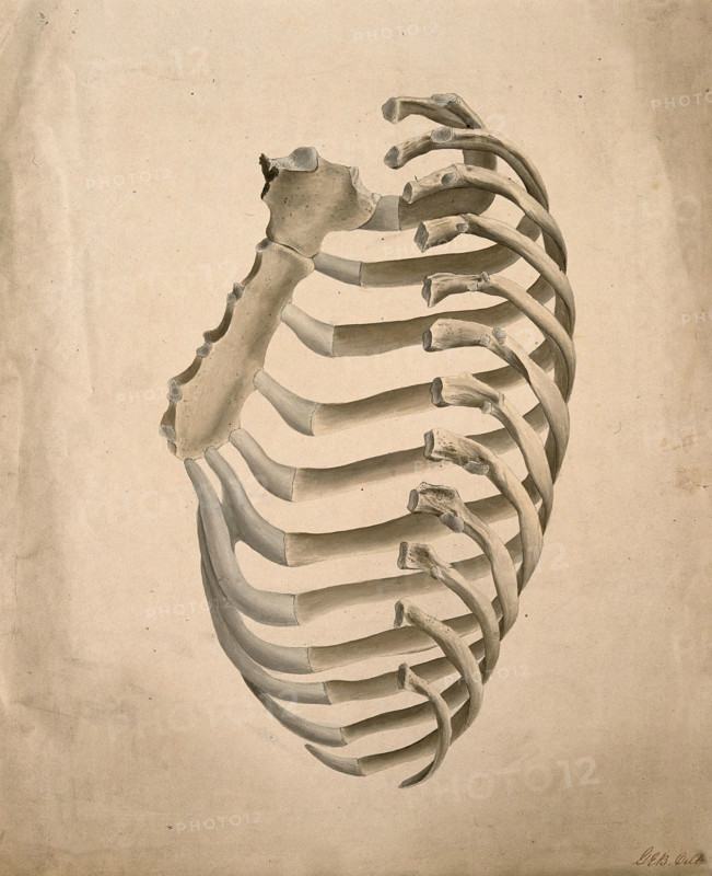 Sternum and right side of rib cage, seen from behind, 1831. Creator: GE Blenkins.