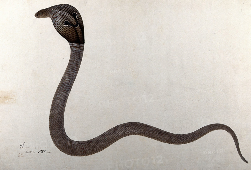 Indian cobra, with 'spectacle' marking on hood, 1782. Creator: Bhawani Das.