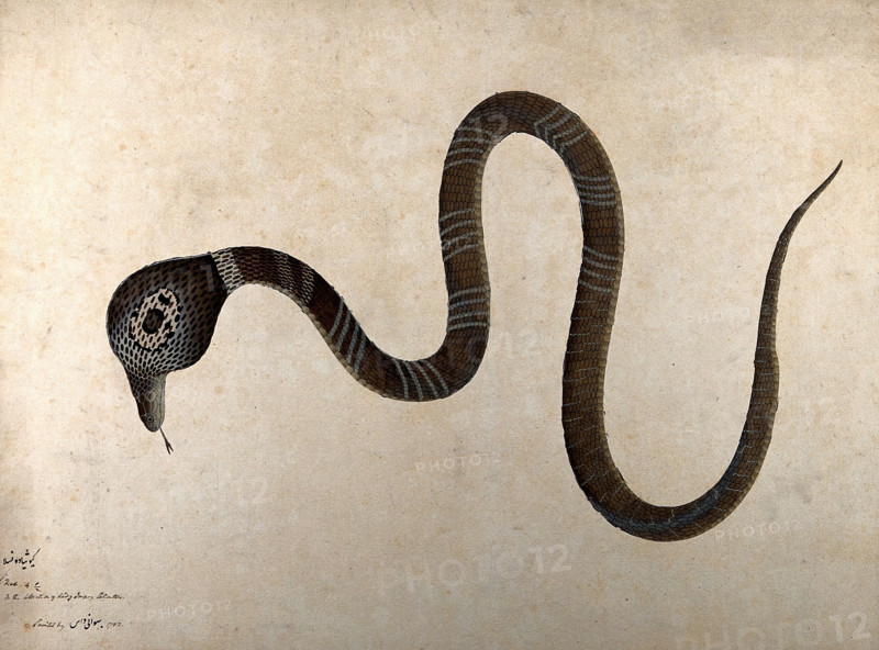 Indian cobra, with 'monocle' marking on hood, 1782. Creator: Bhawani Das.