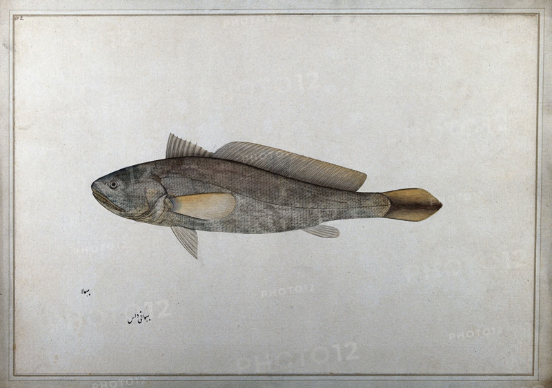 Fish, 1777-1783. Creator: Bhawani Das.