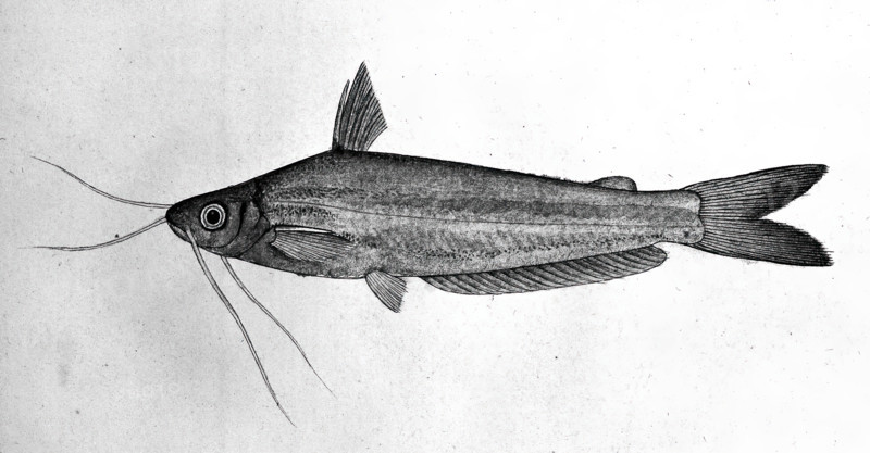 Fish, 1777-1783. Creator: Bhawani Das.