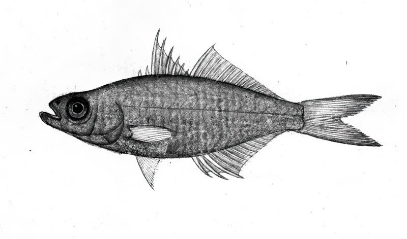 Fish, 1777-1783. Creator: Bhawani Das.