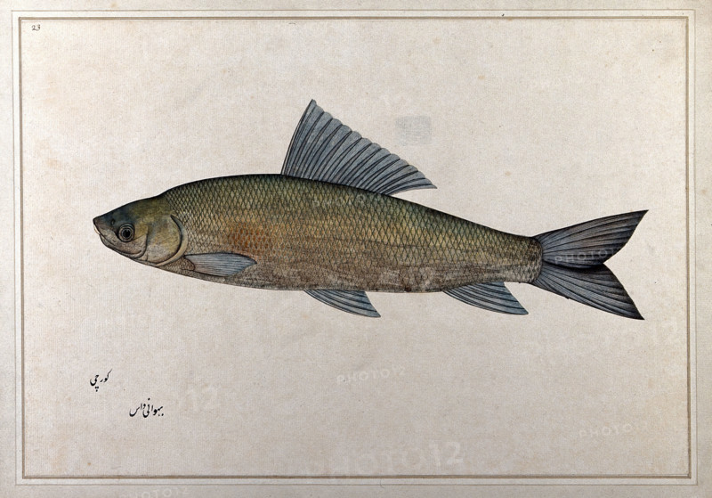Fish, 1777-1783. Creator: Bhawani Das.