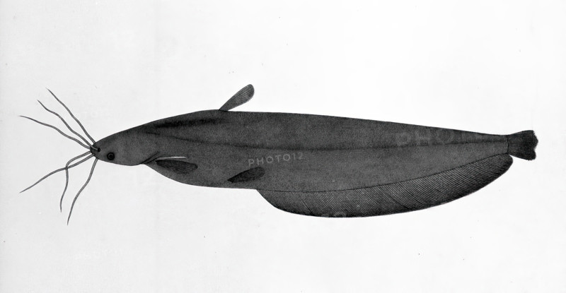 Fish, 1783. Creator: Bhawani Das.