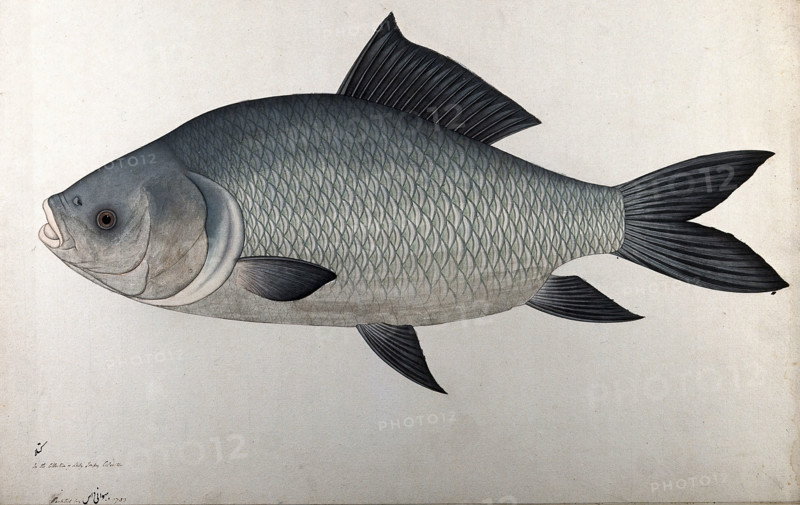 Fish, 1783. Creator: Bhawani Das.