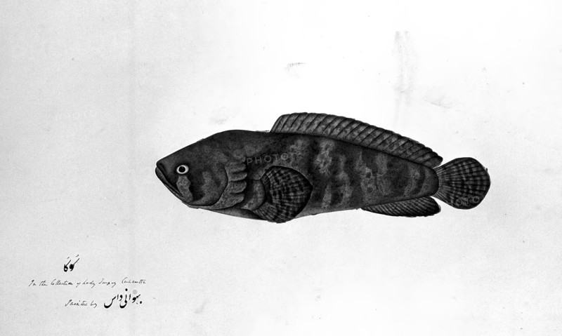 Fish, 1783. Creator: Bhawani Das.