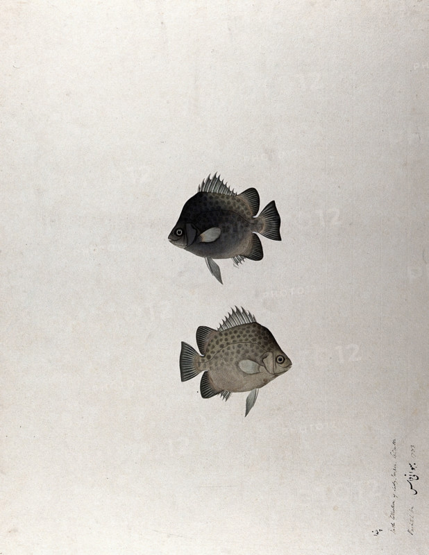 Two fish, 1783. Creator: Bhawani Das.