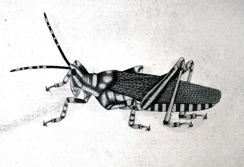 Grasshopper, approx 1782. Creator: Bhawani Das.