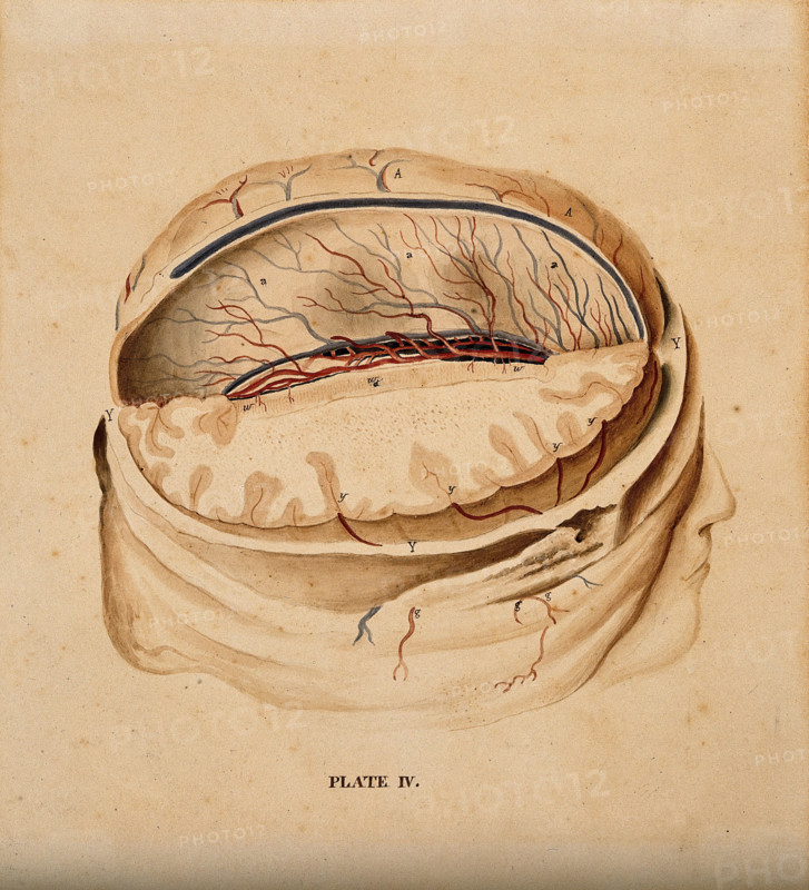 Brain: dissection showing a section of the right hemisphere, 1820-1827. Creator: William Home Lizars.