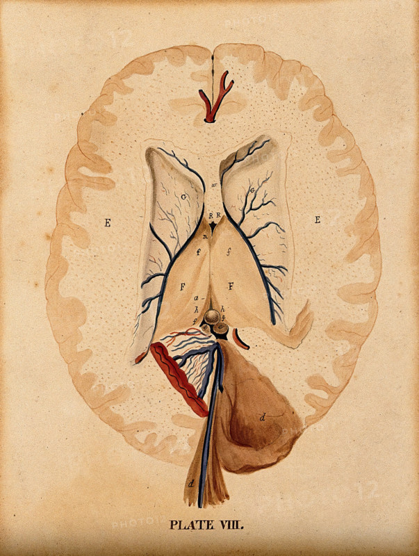 Brain: seven figures illustrating various portions, including cross-section of..., 1820-1827. Creator: William Home Lizars.