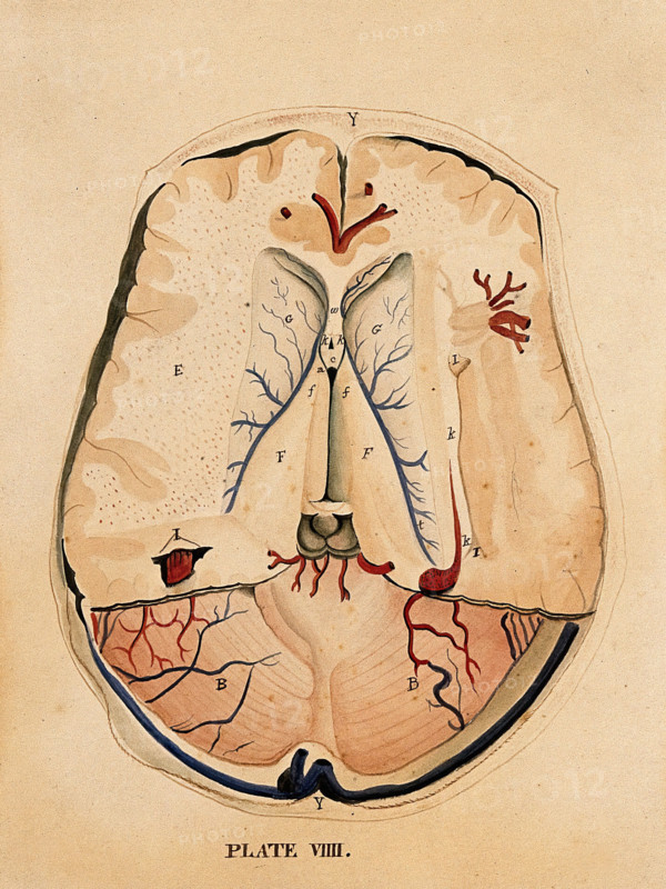 Brain: horizontal section, 1820-1827. Creator: William Home Lizars.