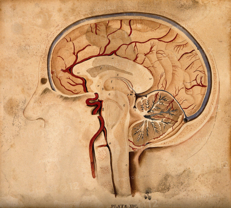 Brain: lateral section, 1820-1827. Creator: William Home Lizars.