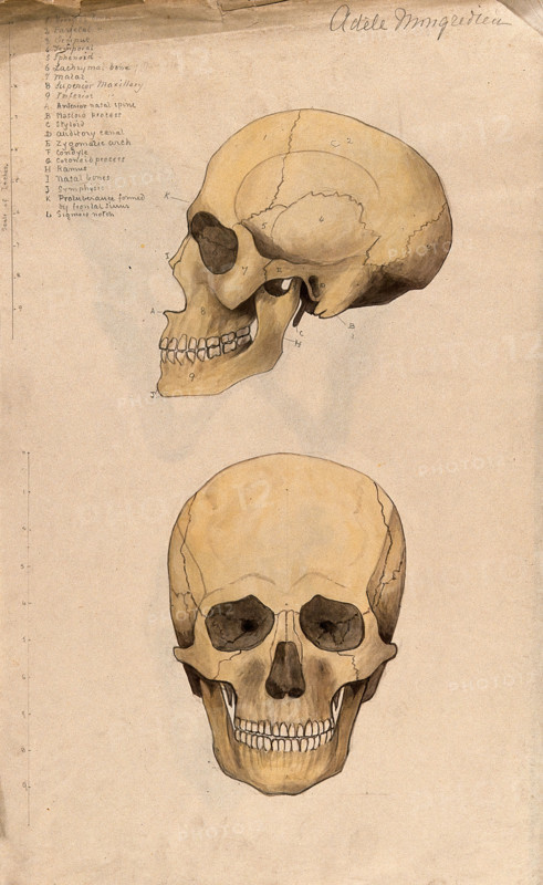 Skull: two figures, showing side and front views, 1880. Creator: Adele Mongredien.