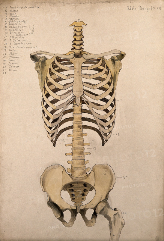 Bones of the trunk and pelvis: front view, 1880. Creator: Adele Mongredien.