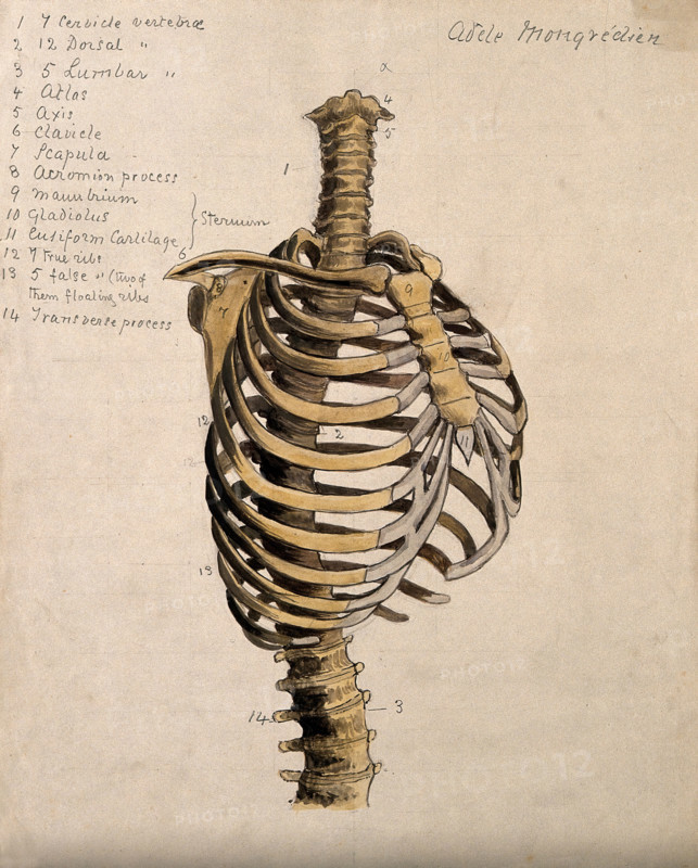 Vertebral column and ribcage, 1880. Creator: Adele Mongredien.