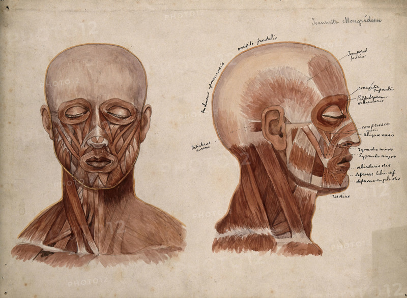 Muscles of the head and neck: two écorché figures, 1880. Creator: Jeannette Mongredien.