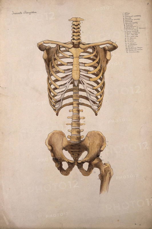 Bones of the trunk and pelvis: front view, 1880. Creator: Jeannette Mongredien.