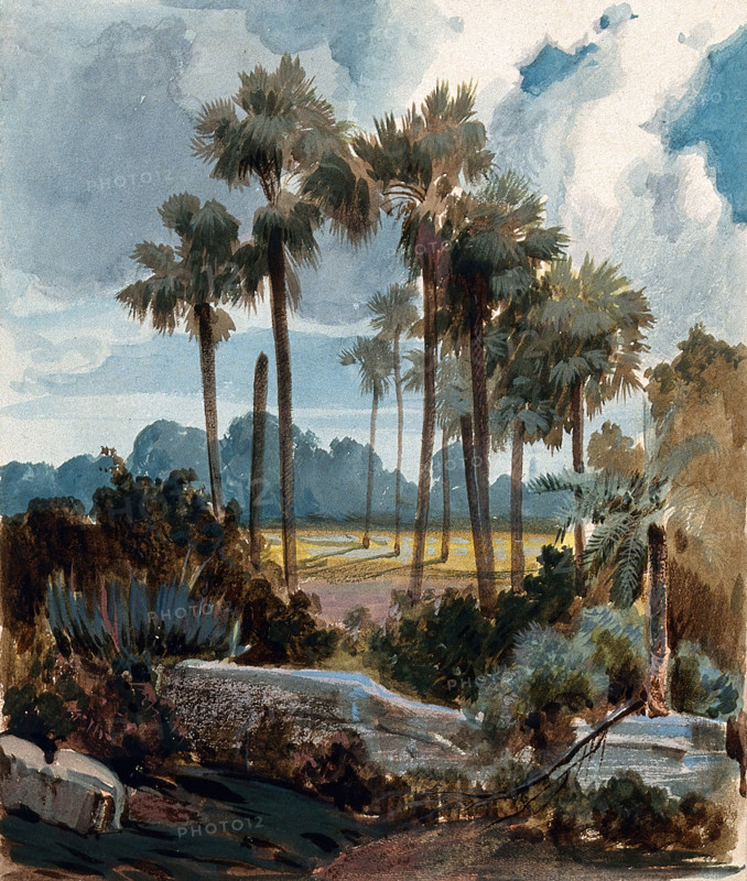 Palmyra palm trees (Borassus flabellifer) near Madras, India, 1854 to 1858. Creator: Hermann von Schlagintweit.