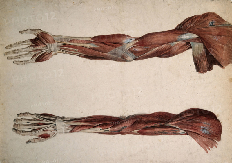 Muscles and tendons of the upper arm: two écorchés, 1800-1899. Creator: Unknown.