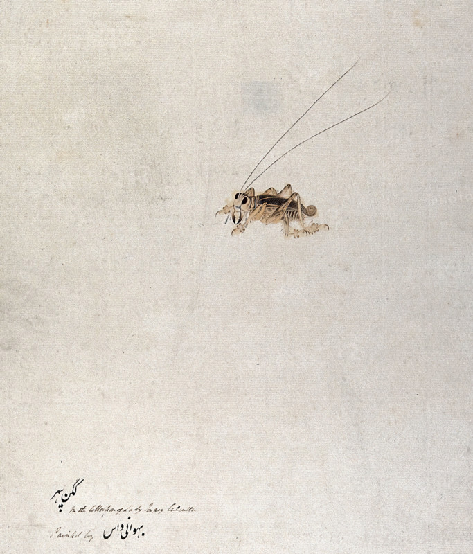 Grasshopper (?), 1777-1783. Creator: Unknown.