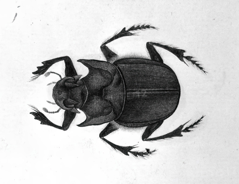 Beetle, 1777-1783. Creator: Unknown.