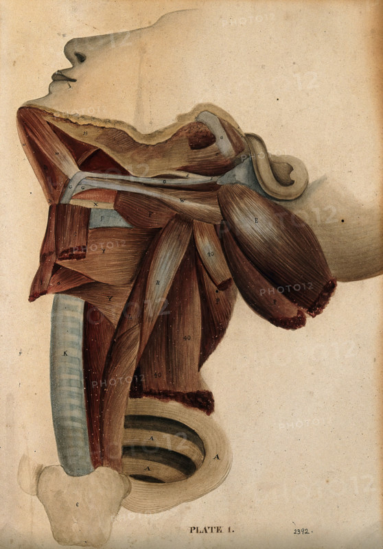 Dissection of the neck, 1800-1899. Creator: Unknown.