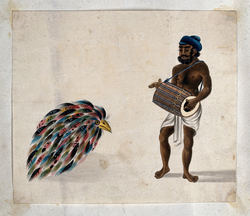 India: a drummer with an exotic bird, (between 1800 and 1899?). Creator: Unknown.