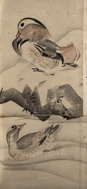 Two ducks in a landscape, (unknown date). Creator: Unknown.