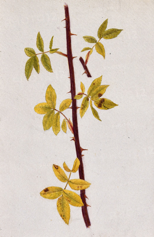 Rose stem with autumn leaves, c1870s. Creator: Unknown.