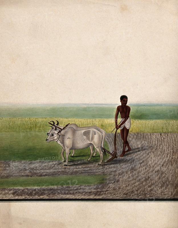 A man ploughing land with oxen, (between 1800 and 1899?). Creator: Unknown.