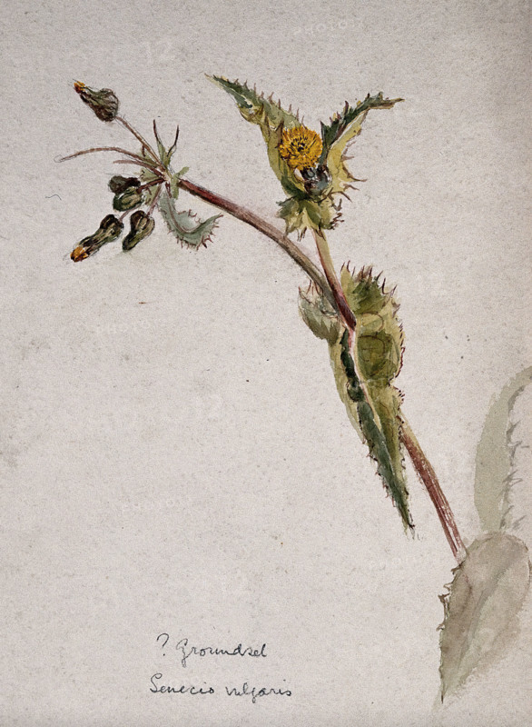 Groundsel (Senecio vulgaris): flowering stem. Creator: Unknown.