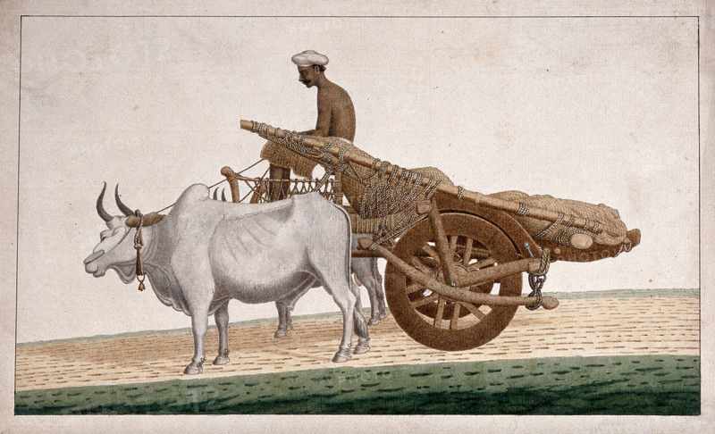 A man driving a cart drawn by bullocks, (between 1800 and 1899?). Creator: Unknown.