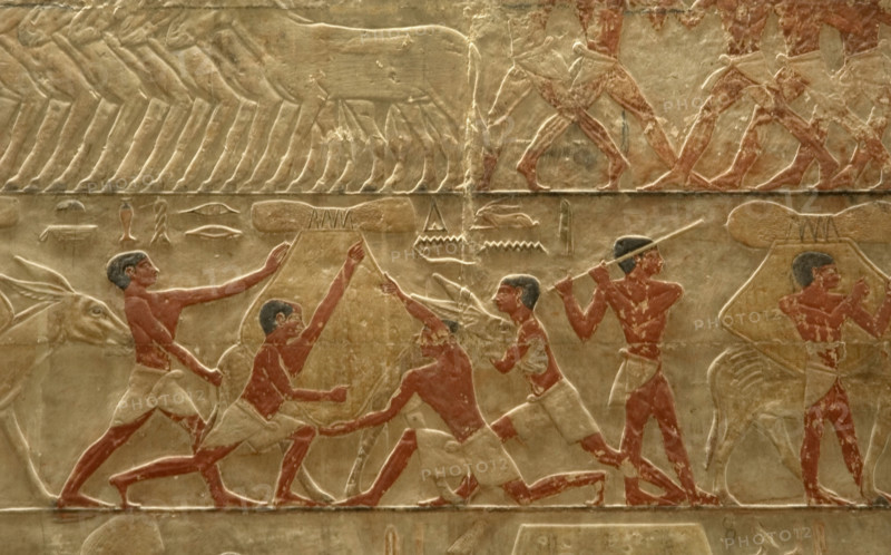 Relief detail of agricultural scene, Mastaba of Ti, Egypt, 5th Dynasty (2003). Creator: Unknown.