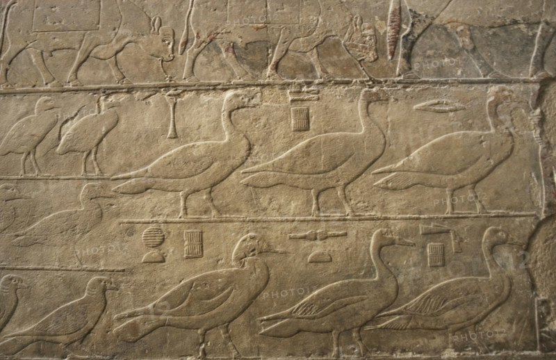 Relief showing ducks and birds, Mastaba of Ti, Egypt, 5th Dynasty, Old Kingdom, c2400 BC (2003). Creator: Unknown.