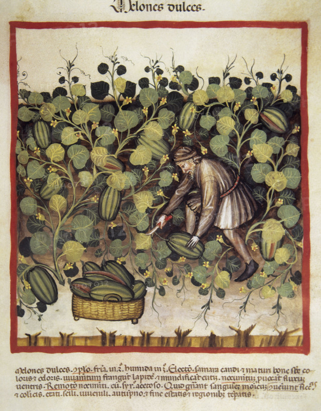 Sweet melon harvesting, 14th century.  Creator: Unknown.
