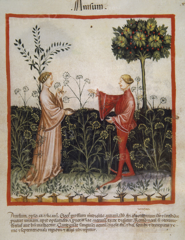 Anise,14th century.  Creator: Unknown.