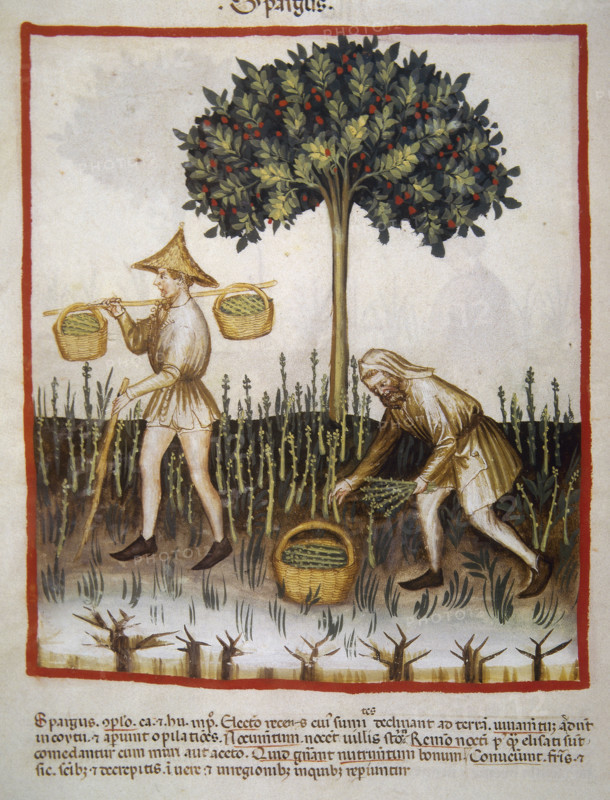 Asparagus, 14th century.  Creator: Unknown.