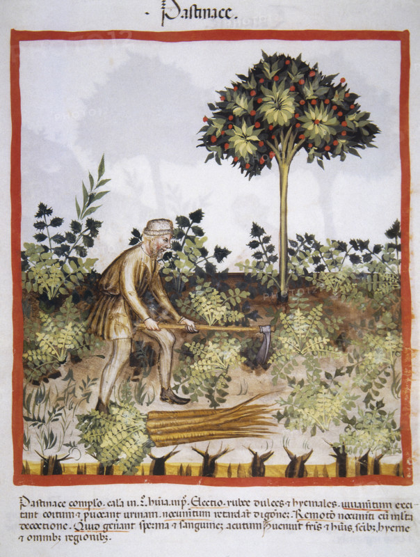 Carrots, 14th century.  Creator: Unknown.