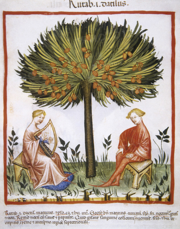 Date palm, 14th century.  Creator: Unknown.